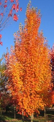 buk dawyck - ozdobne drzewo parkowe o zlotych lisciach jesienia